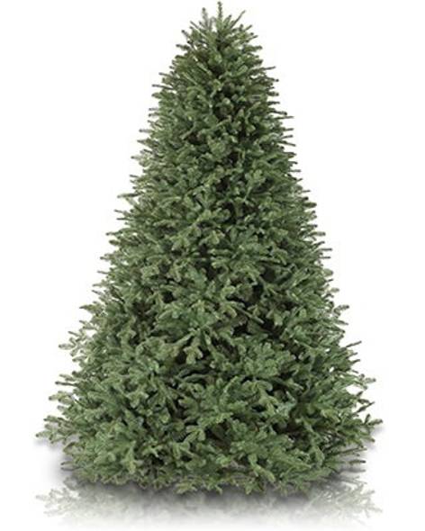 BH Balsam Fir Tree- child-1